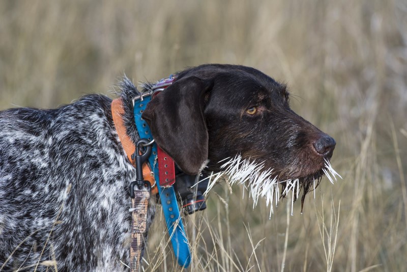 Quill City: What to Do If a Porcupine Sticks Your Dog