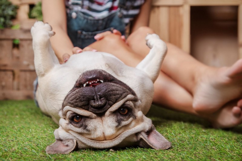 How Do I Know If My Dog Is Happy? Here’s How to Tell—and How You Can Make Them Even Happier