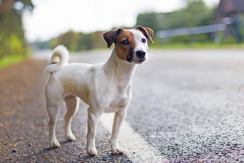 The Do’s and Don’ts of Catching a Lost or Scared Dog