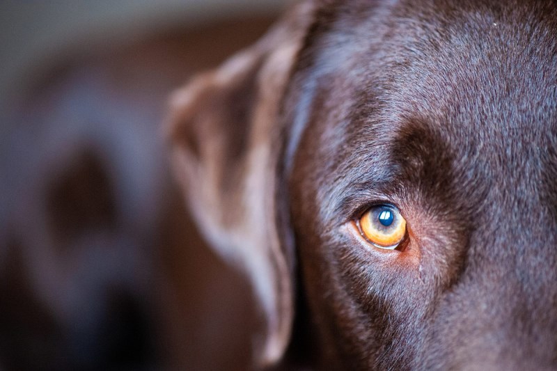 Can Dogs See Color? The Truth About Color Blindness in Canines