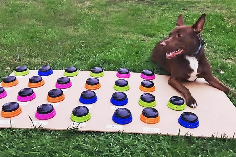 Can Dogs Talk? How to Teach Your Dog to Talk With Buttons