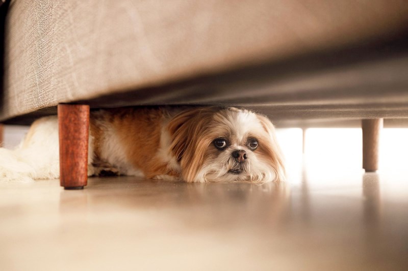 Why Are Dogs Scared of Fireworks? 4 Ways to Help Your Pup Cope