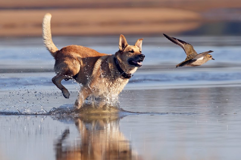 What Does it Mean When a Dog Has Strong Prey Drive?