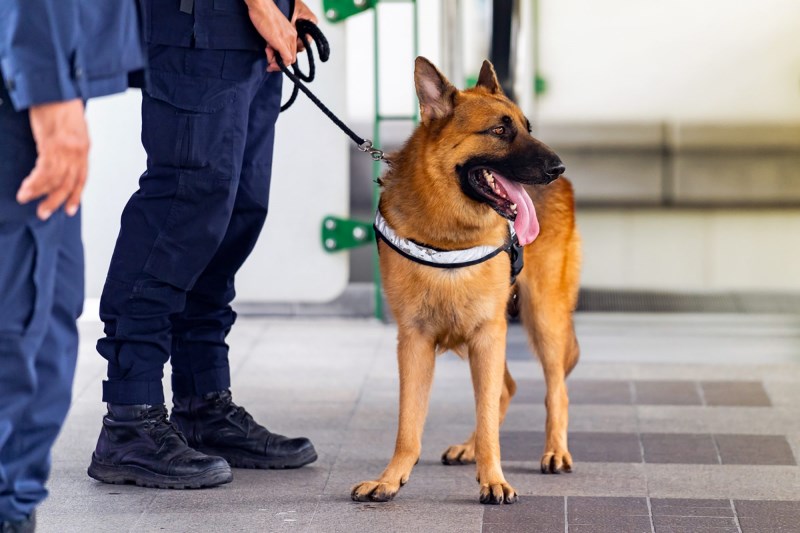 COVID-19 Detection Dogs to Sniff NBA Fans Ahead of Miami Heat Games