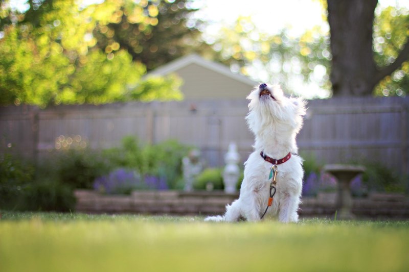 Why Does My Dog Bark at Other Dogs?