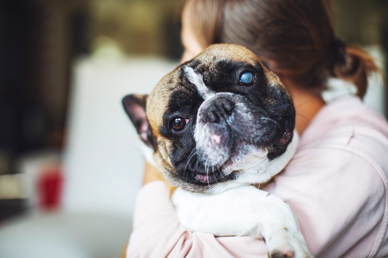 6 Strategies to Help You Properly Care for a Blind or Visually Impaired Dog