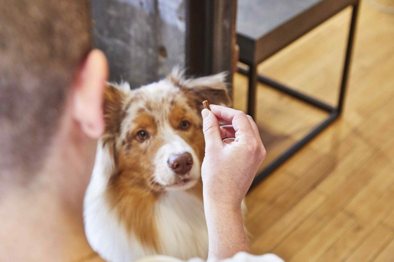 How to Teach a Dog to Sit on Cue