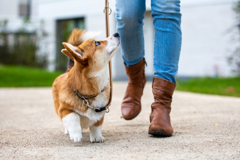 How to Teach a Puppy to Walk on Leash