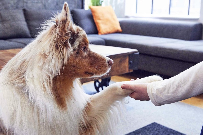 How to Teach a Dog to Shake