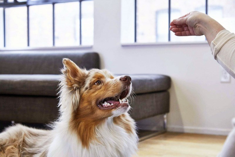 How to Teach a Dog to \”Roll Over\”