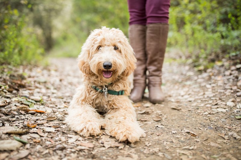 How to Treat and Prevent Ehrlichiosis in Dogs