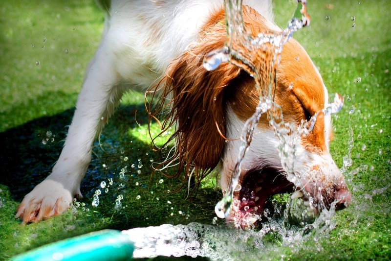 Dehydration in Dogs: Causes, Symptoms, and How to Get Your Dog Rehydrated