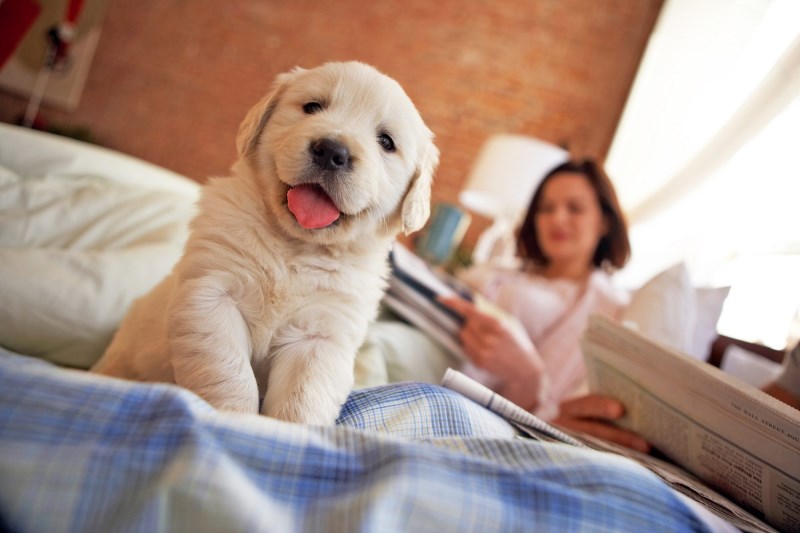 How to Set a Daily Schedule for Your Puppy That Can Make Him Happier and Keep You Sane