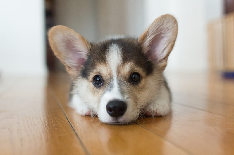 153 Cute Names for Corgis