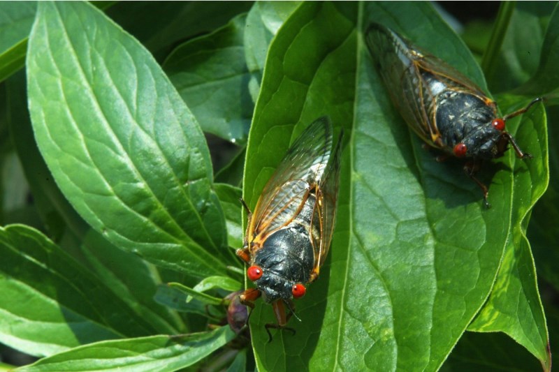 Billions of Cicadas Are Set to Emerge in May: What Happens If Your Dog Eats One?