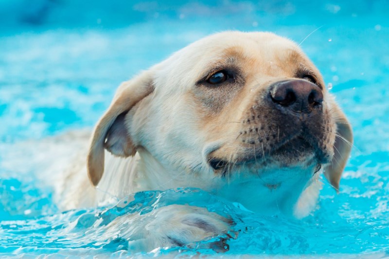 How to Teach Your Dog to Swim—Whether You’re Headed to the Beach or Pool