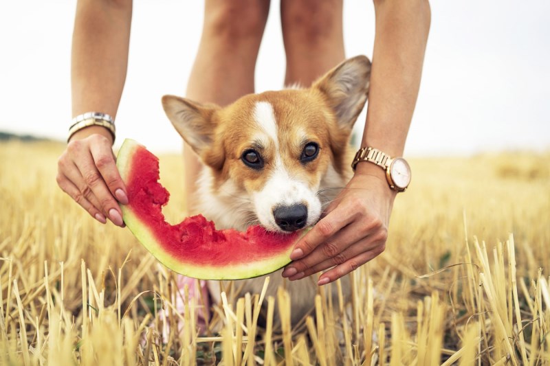 What Fruits Can Dogs Eat? These Are the Best Choices to Share With Your Pup