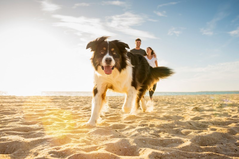 Can Dogs Get Sunburns? Yes, But Here’s How to Protect Your Pup’s Skin