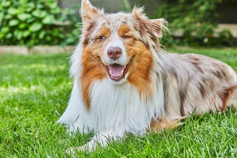 How to Teach Your Dog to Lie Down on Cue in 3 Easy Steps