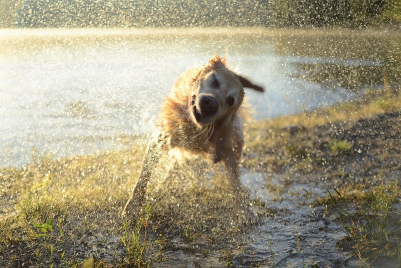 Toxic Blue-Green Algae Can Be Fatal To Dogs. Here’s How to Avoid It