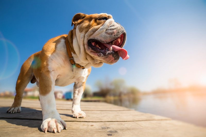 Melanoma in Dogs: How to Recognize and Treat the Cancerous Tumors