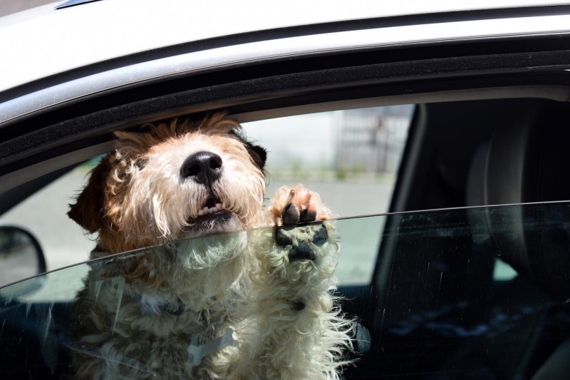 The Do’s and Don’ts of Helping Dogs in Hot Cars