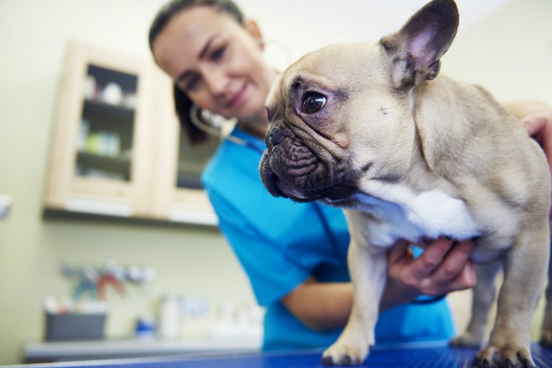 9 Signs That You Need to Get Your Pet To the Emergency Room