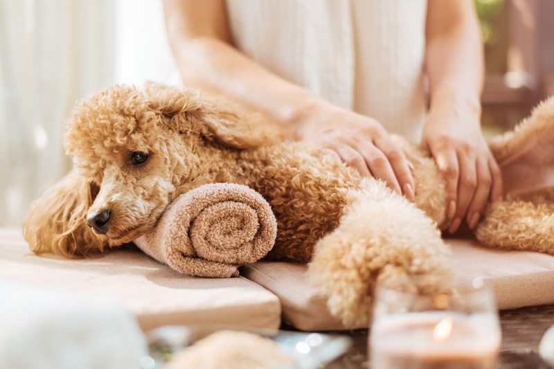 How to Massage a Dog: A Way to Help Both You and Your Pup Relax