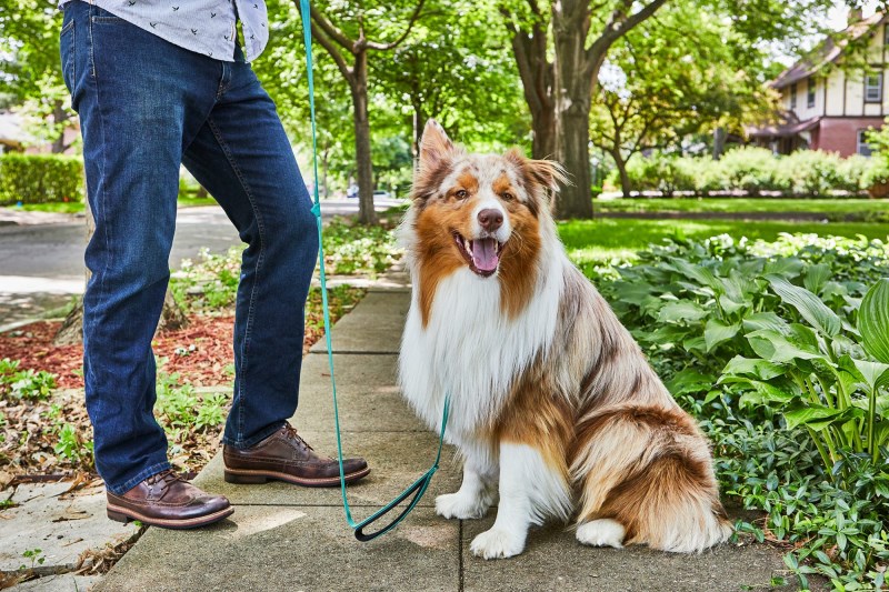 Why Hand Targeting is the Secret to Teaching Your Dog to Heel While On Leash