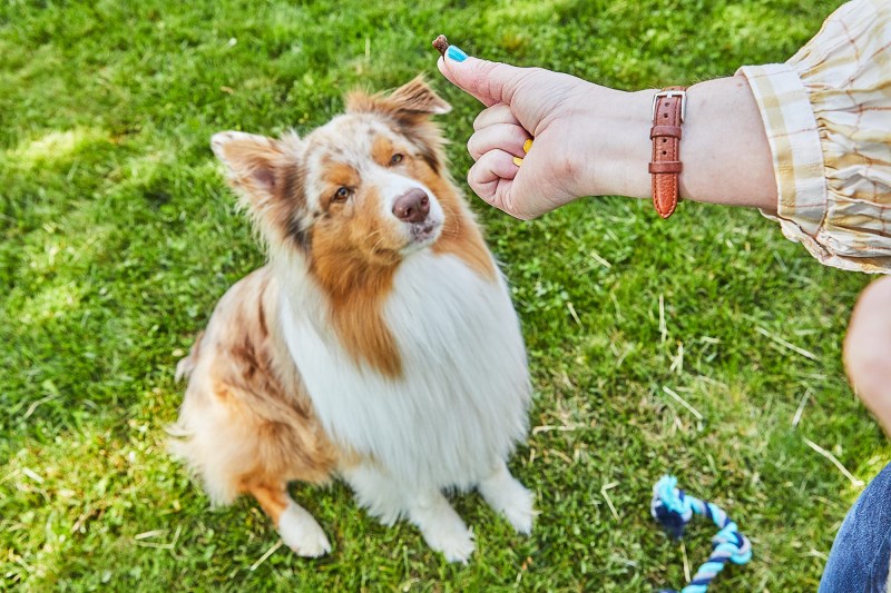 4 Easy Steps to Teach a Dog to Fetch a Toy