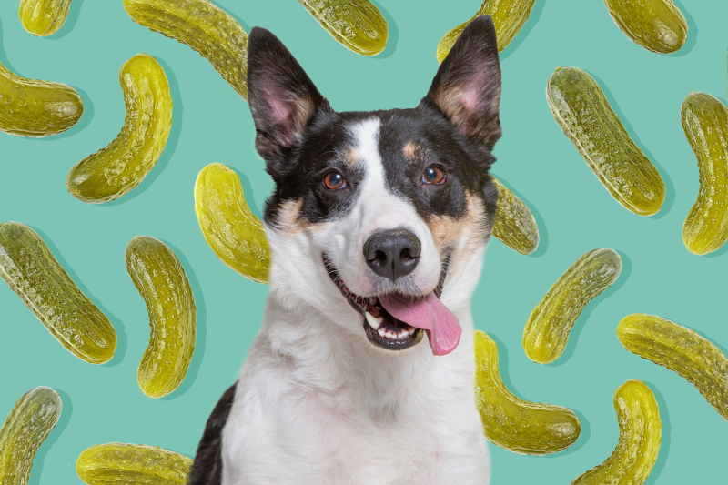 Should You Let Your Dog Eat Pickles?