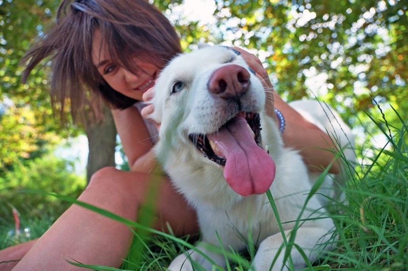 Could a Dog Chiropractor Help Your Dog’s Joint Pain?