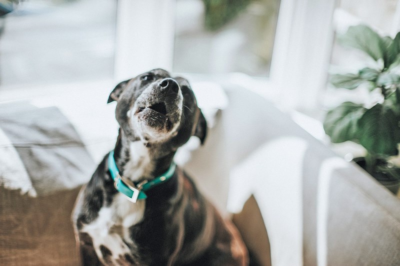 Those Quiet Ears for Dogs You’ve Seen on TikTok? Here’s What a Pet Pro Has To Say