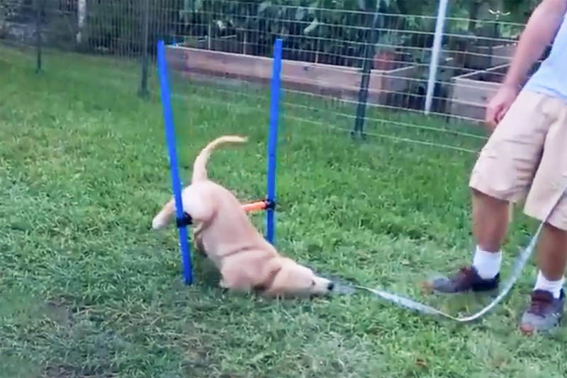 This Puppy Fails Spectacularly at Dog Obstacle Course in Viral Video and We Can Relate