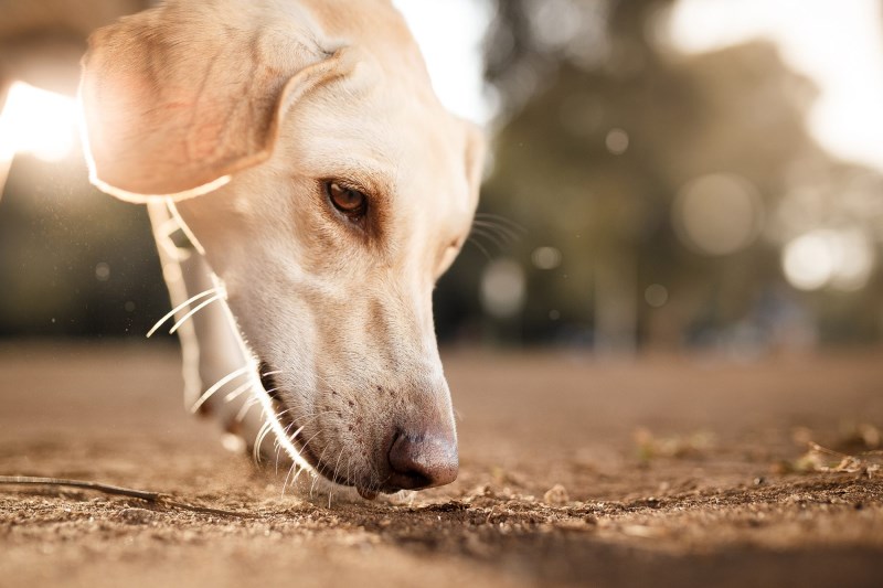 5 Reasons Nose Work Training for Your Dog May Be the Best Activity You Haven’t Tried Together Yet