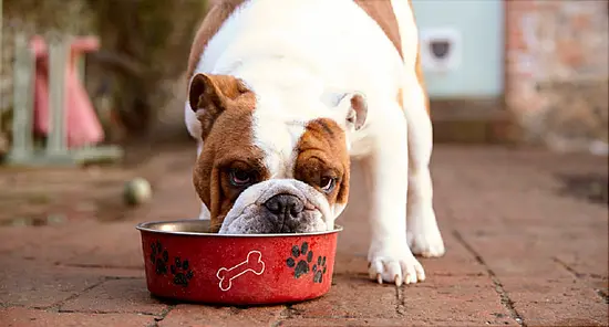 Dog Food Recalled Due to Salmonella