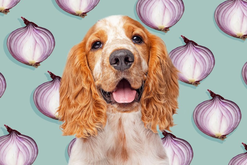 Can Dogs Eat Onions? How the Toxic Veggies Can Make Your Pup Sick