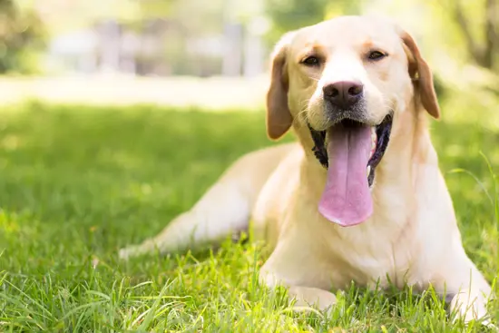 Meet the Dog Scouts of America