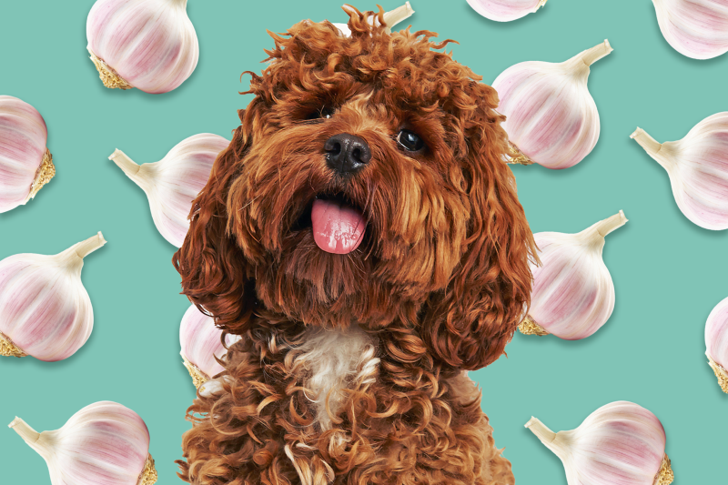 Can Dogs Eat Garlic? Why You Want to Keep Your Dog Away From This Toxic Veggie