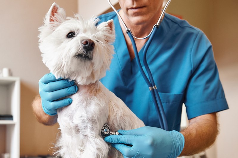 Is Your Dog Coughing? Here’s What Could Be Causing It and When You Should See the Vet