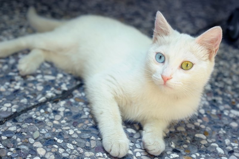 What To Know About a Turkish Van Cat