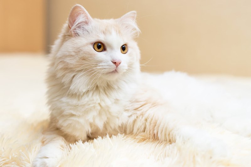 What To Know About a Turkish Angora Cat