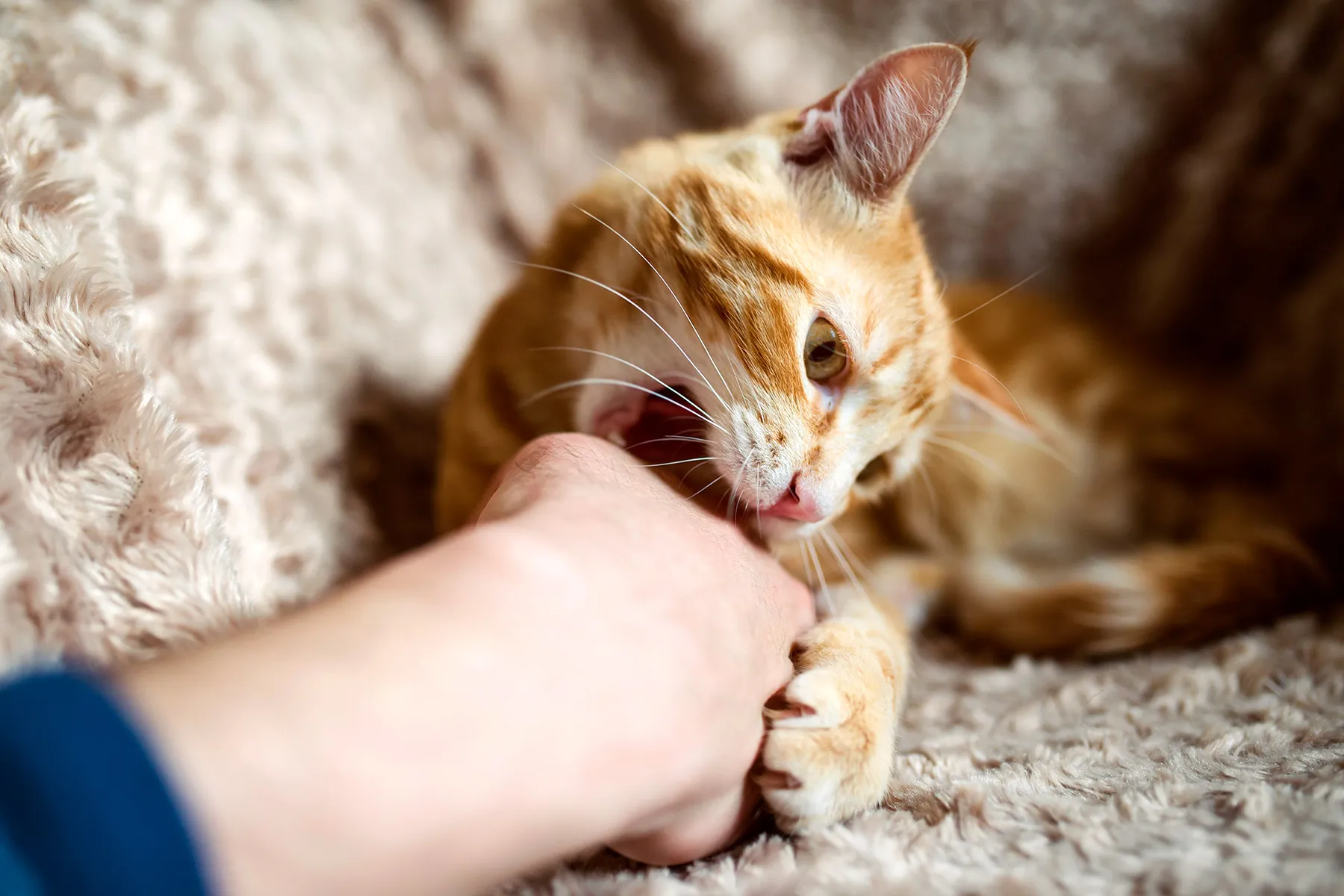 What to Know About a Cat Bite or Scratch