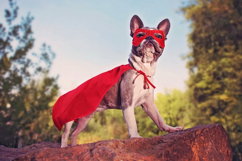 132 of the Best Marvel Dog Names for Your Little Avenger