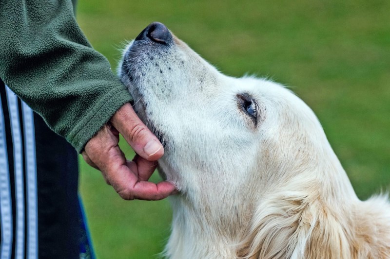 Could This Drug Help Our Dogs Live Longer? Researchers Are Testing Rapamycin to Find Out