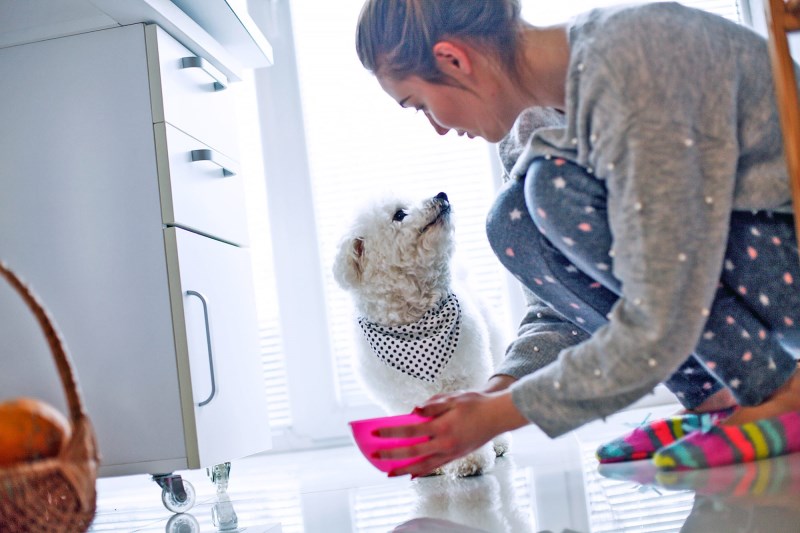 We Probably Need to Start Washing Our Dogs’ Food Bowls More Often