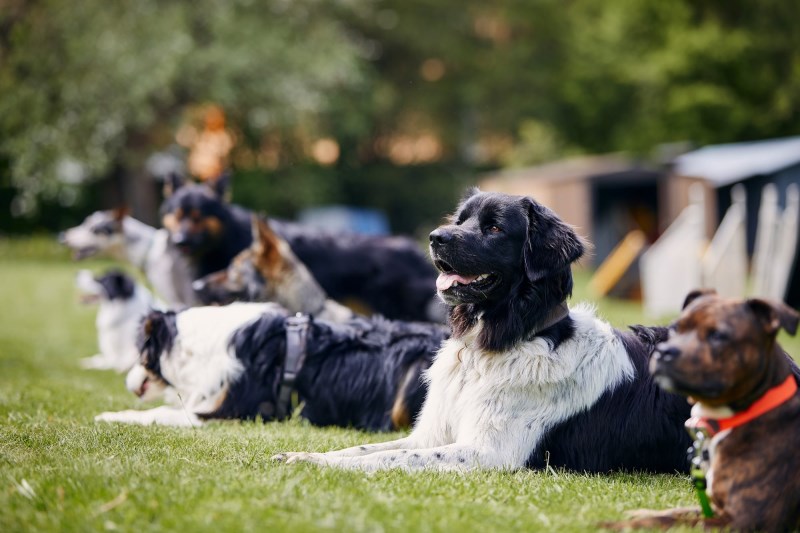 How Much Does Dog Training Cost? It Depends on What Your Pup Needs