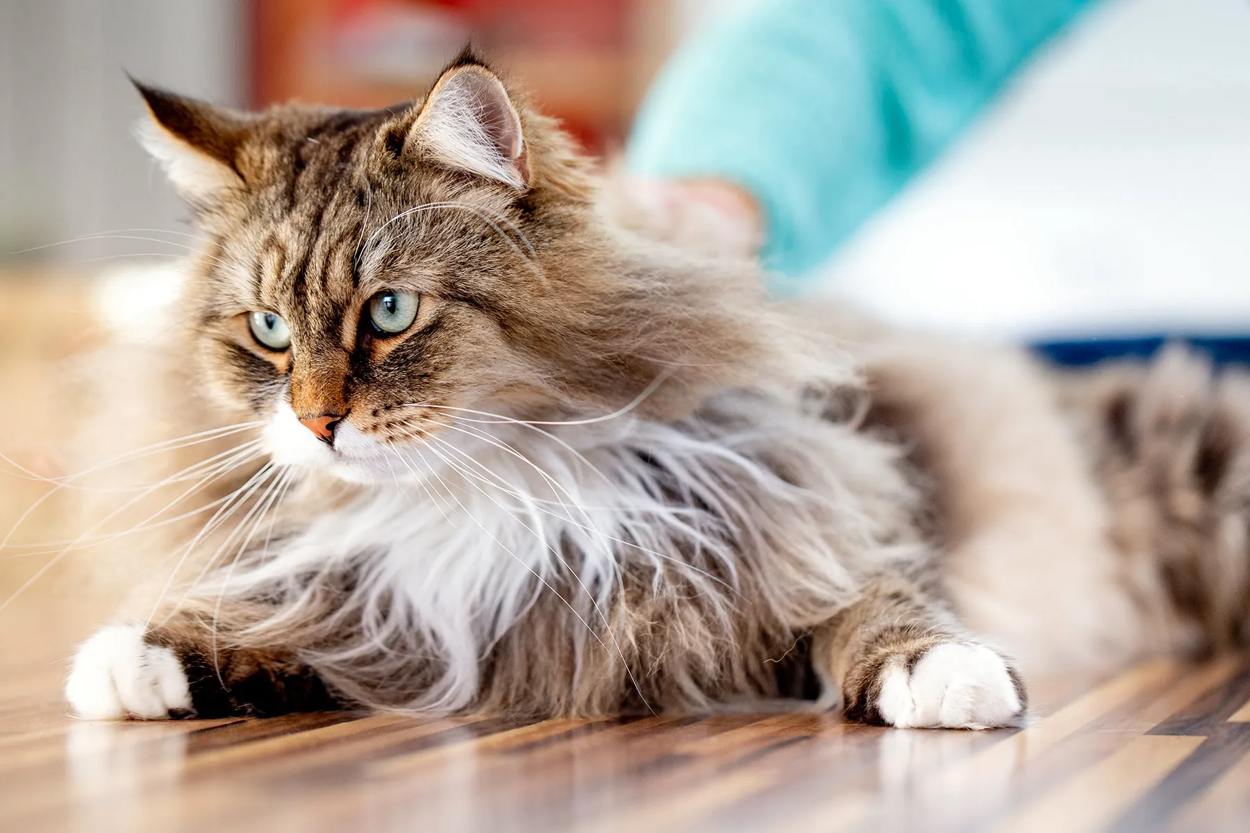 What To Know About a Siberian Cat