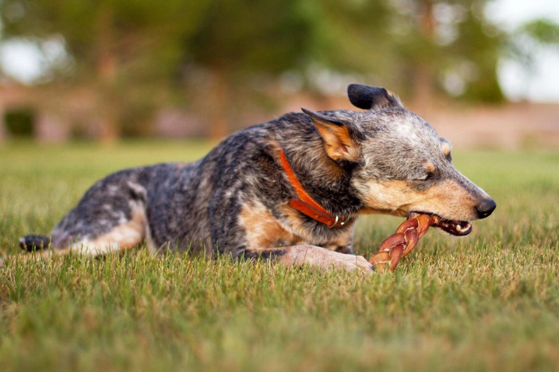 Are Bully Sticks Safe for Dogs? How to Ensure Your Pup Chomps Safely