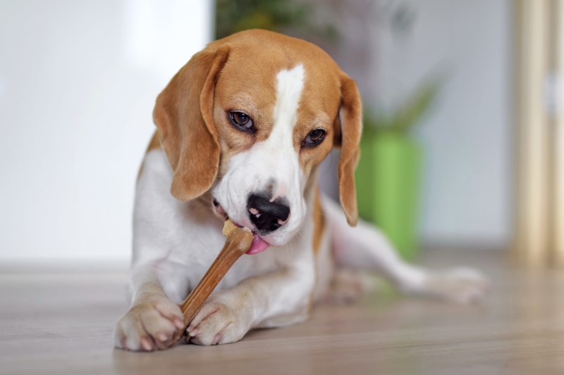 Is Rawhide Bad For Dogs? How to Decide If This Treat Is Right for Your Pup